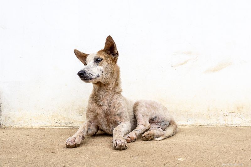 Rabies Prevention: Why Timely Vaccinations Protect Your Pets and Family