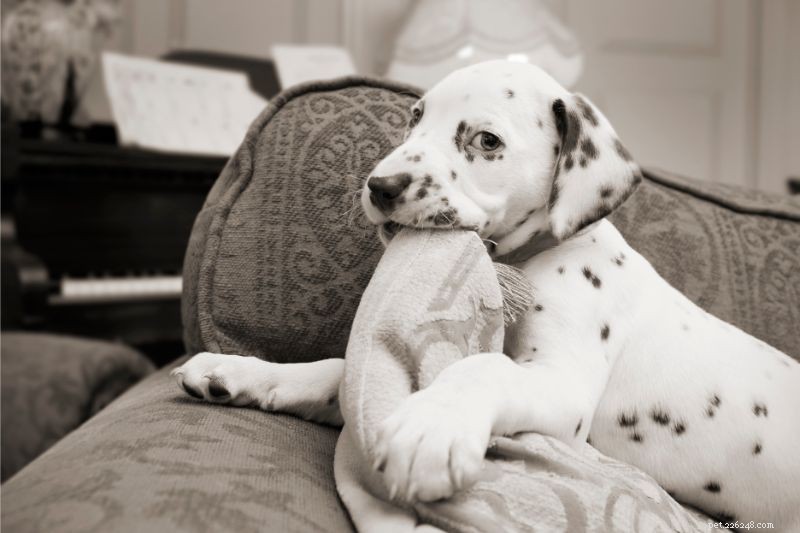 How to Prepare Your Home for a New Pet: A Comprehensive Guide