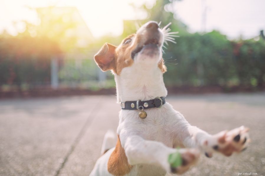 Safely Socializing Your Dog During Social Distancing: Tips & Strategies