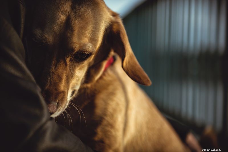 Why Does My Senior Dog Smell Bad? Common Causes & Solutions