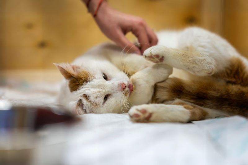 Understanding Cat Hairballs: Causes, Prevention, and When to Seek Help