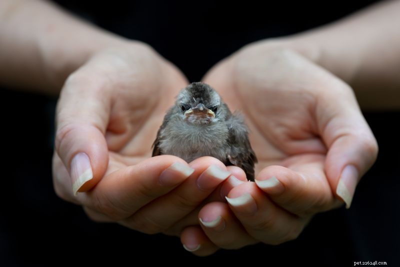 How to Safely Handle and Rescue a Baby Wild Animal
