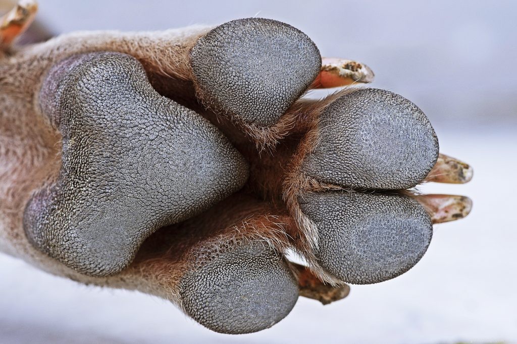 Why Do My Pet s Paws Smell Like Fritos? Discover the Surprising Cause