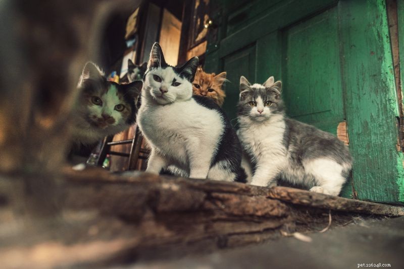 When Owning Pets Crosses Into Hoarding: Key Red Flags to Watch