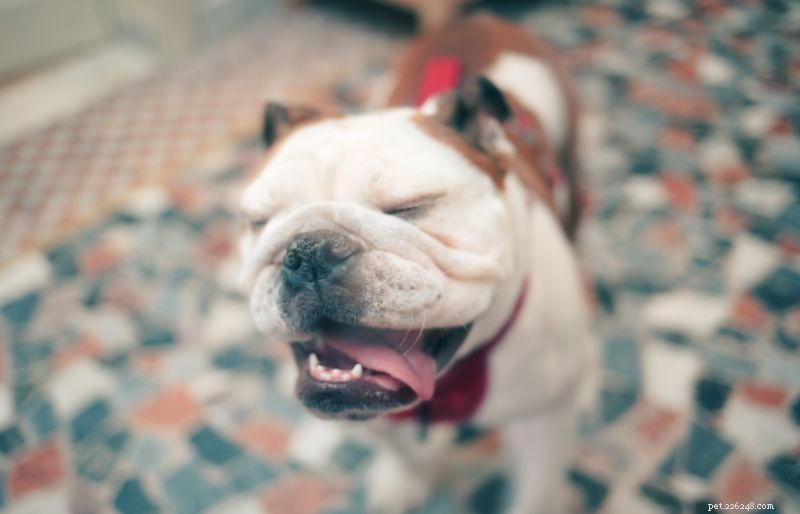 Recognizing a Dog’s Reverse Sneeze: Signs, Causes, and Care
