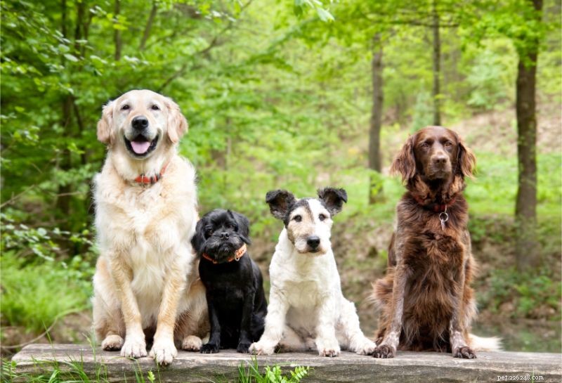 Unlock Your Pet’s Heritage: The Complete Guide to Pet DNA Testing