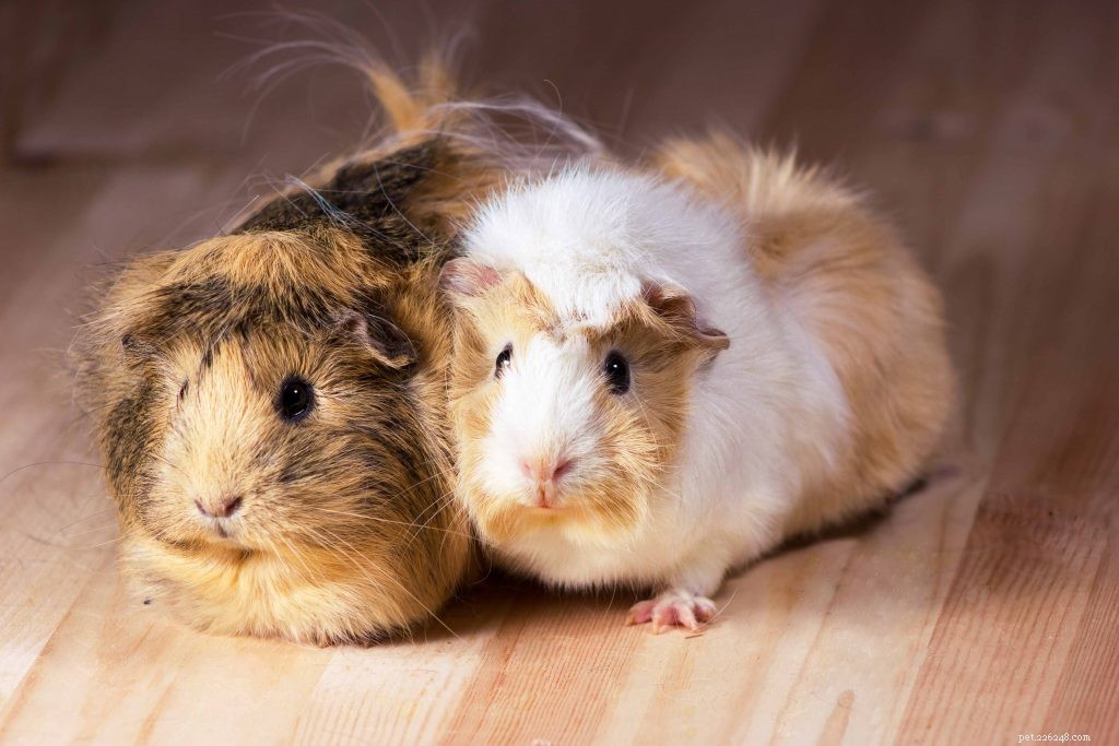 Ensuring Your Exotic Pet’s Mental Health: Expert Tips for a Happy, Enriched Life