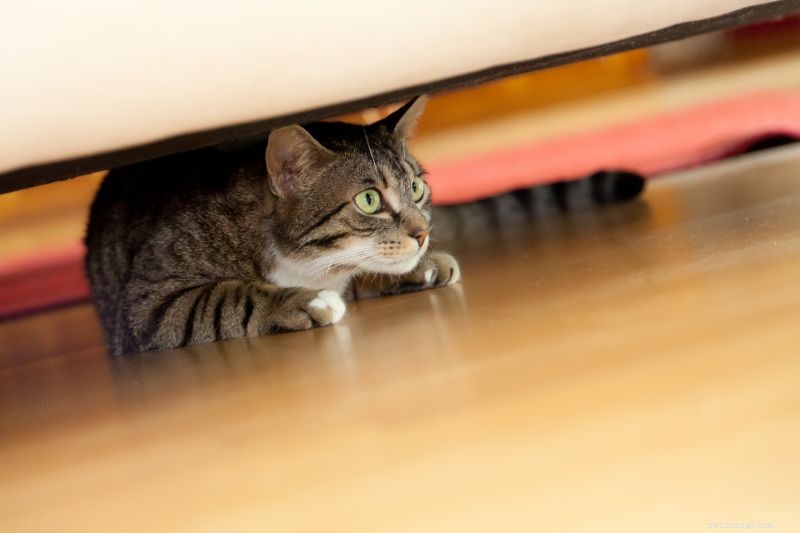 Decoding the Bush vs. Tree Dweller Theory in Cats