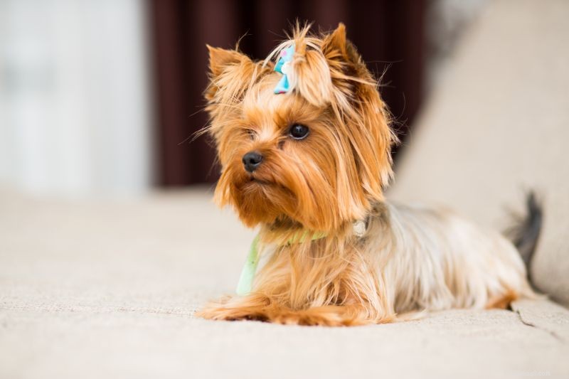 Small Dog Syndrome: Understanding and Managing Overbearing Behaviors