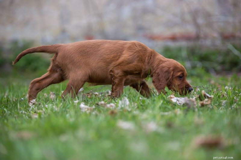 Keep Pets Safe: Expert Strategies for Pet-Friendly Pest Control