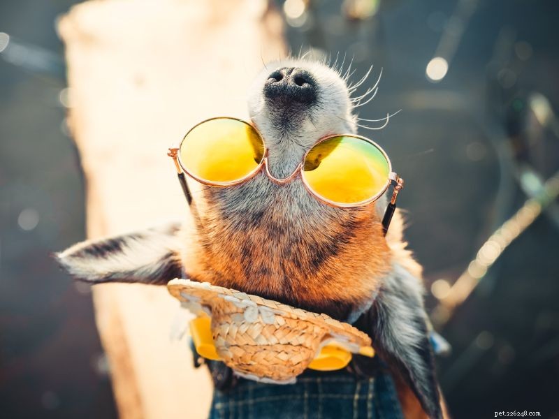 Essential Guide to Protecting Your Pet from Sun Damage