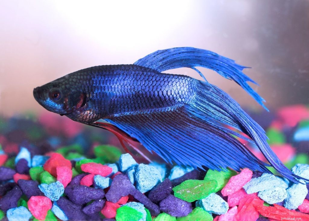 Betta Fish Care Guide: Expert Tips for a Healthy, Vibrant Pet