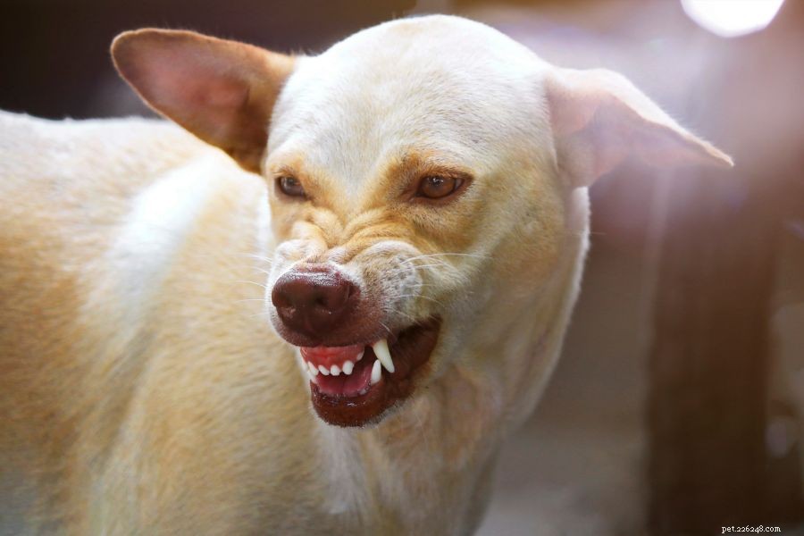 Immediate Steps After Your Dog Bites Someone – Expert Guidance