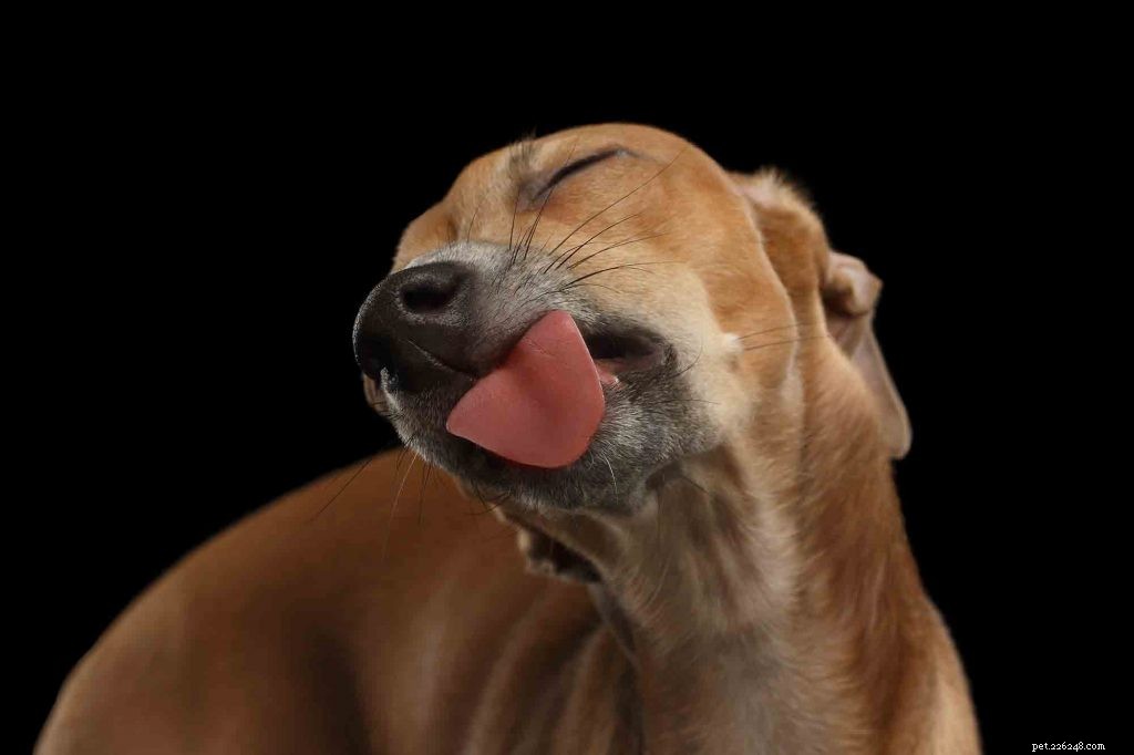 Should You Train Your Dog to Stop Licking You?