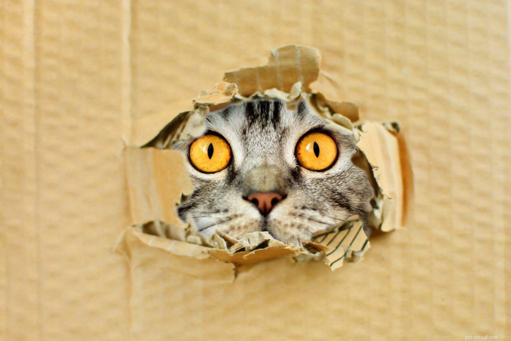 Cats: The Timeless Bond That Enriches Our Lives