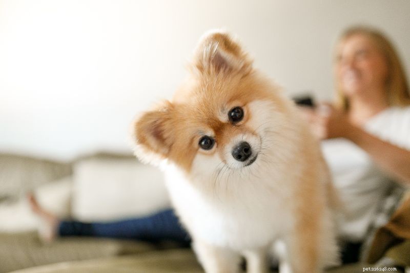 Wheaton Animal Hospital’s 2020 Best Pet Blogs: Our Top 5 Picks