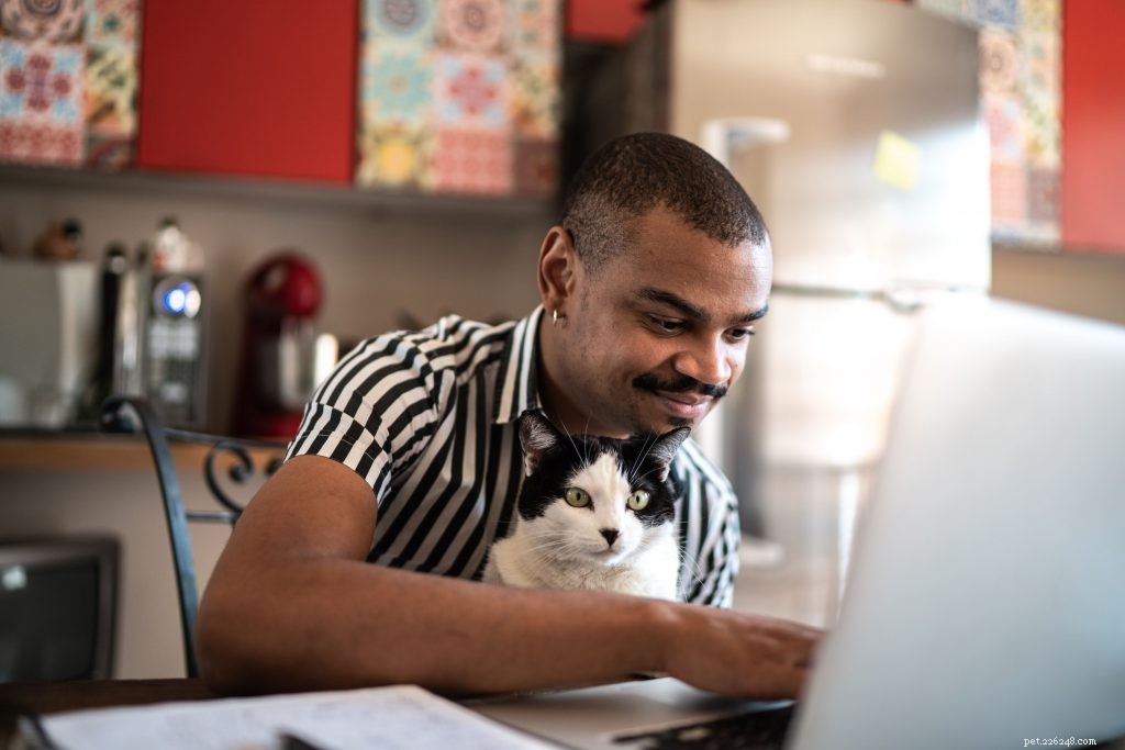 Top 5 Cat Questions Explained: What Every Owner Should Know