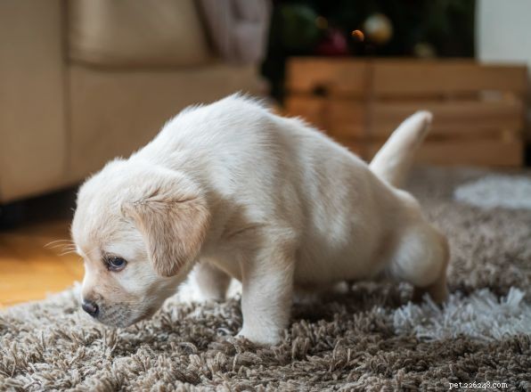 Common Urinary Tract Issues in Dogs and Cats: Symptoms, Causes & Care
