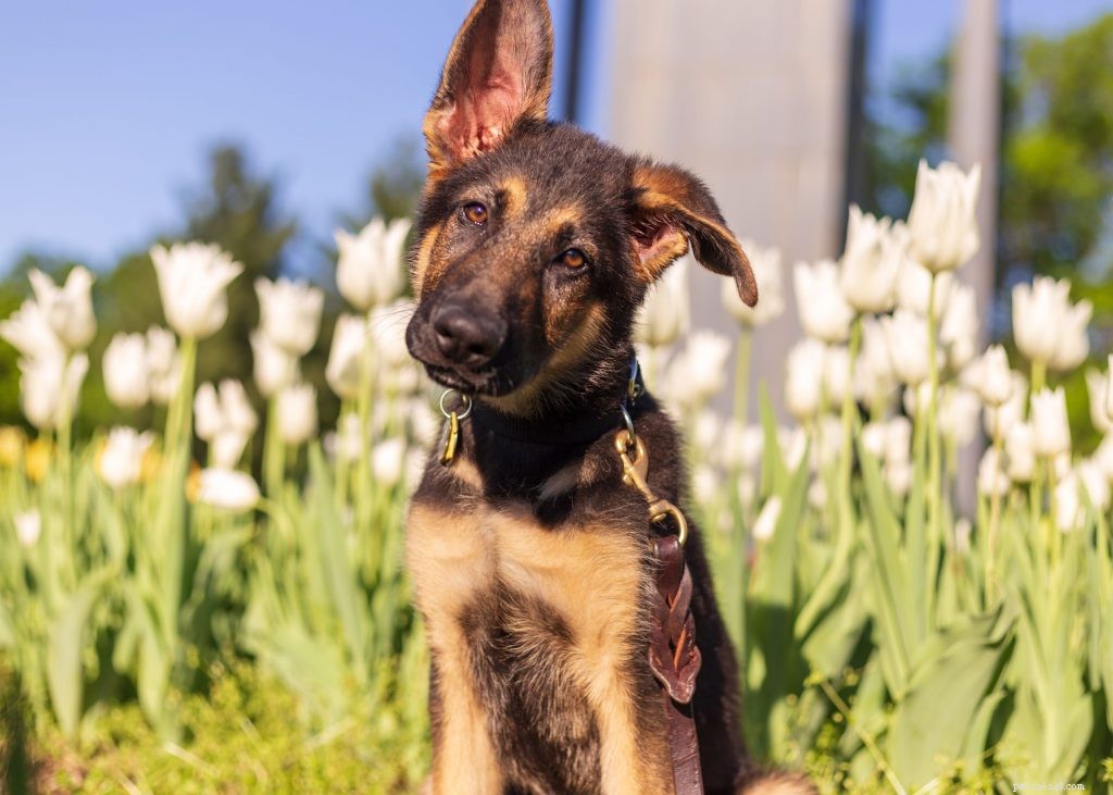 The Essential Guide to Spaying and Neutering Your Pet