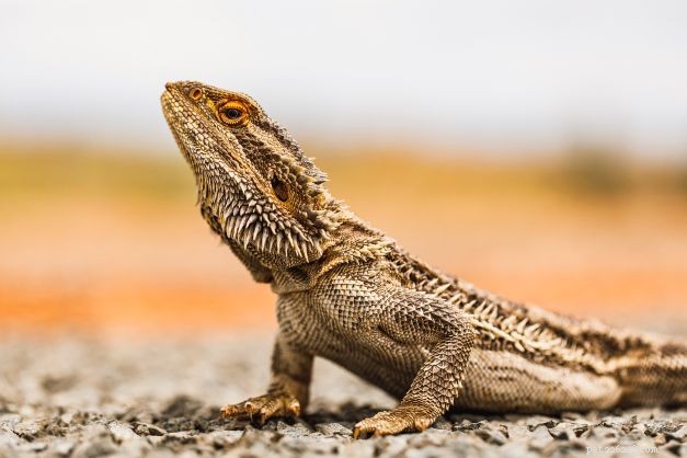 Bearded Dragons 101: A Comprehensive Guide for New Owners