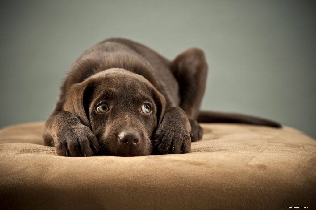 Effective Ringworm Treatment & Prevention for Dogs & Cats