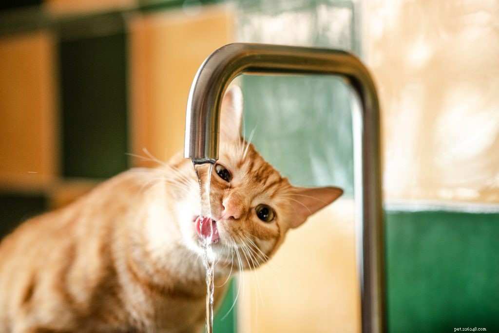 Veterinary Guide: Determining the Right Water Intake for Your Pets