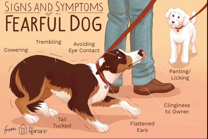 Recognizing Fear in Your Dog: Signs Your Furry Friend Is Scared
