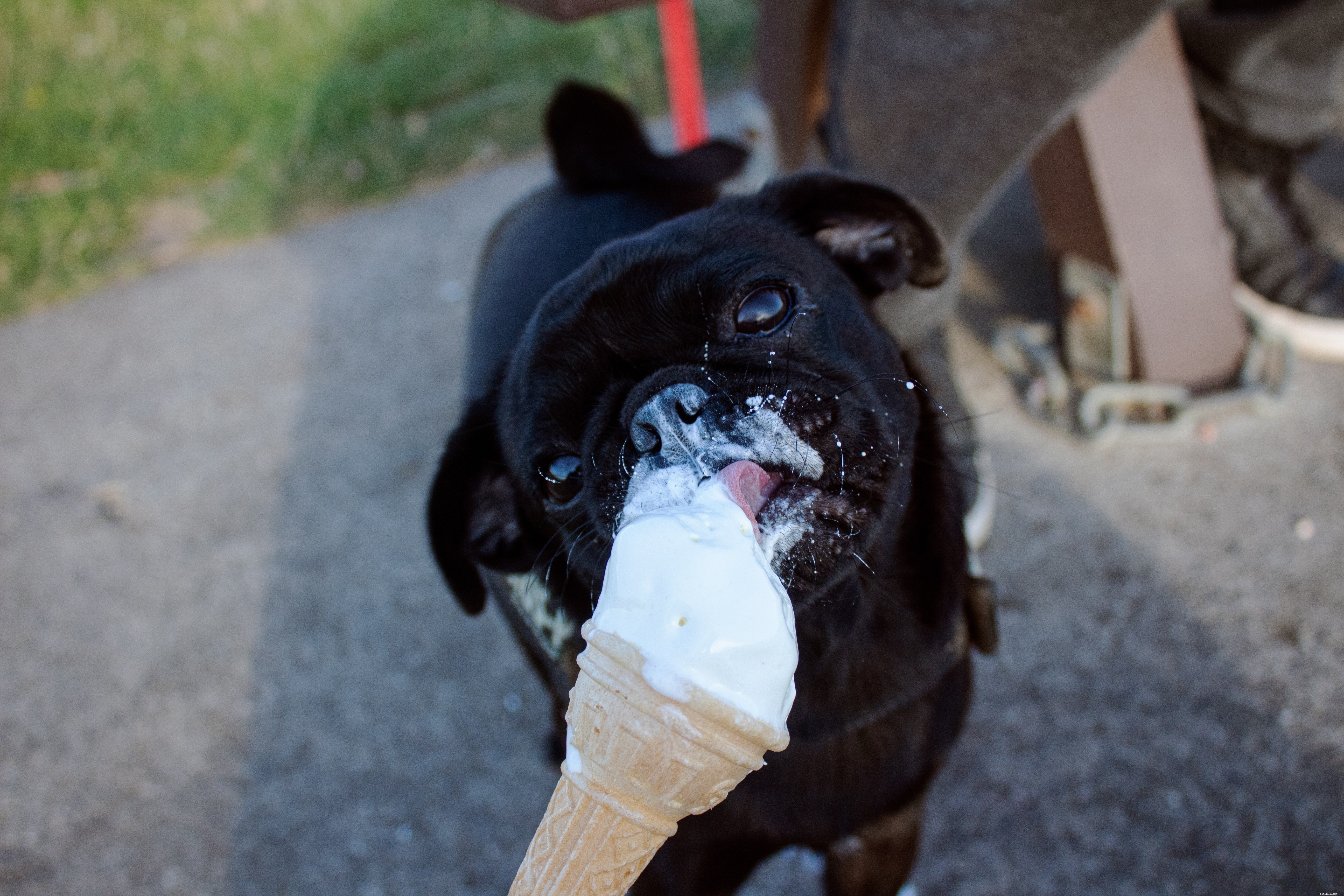 Create Nutritious Homemade Dog Treats: A Simple Guide