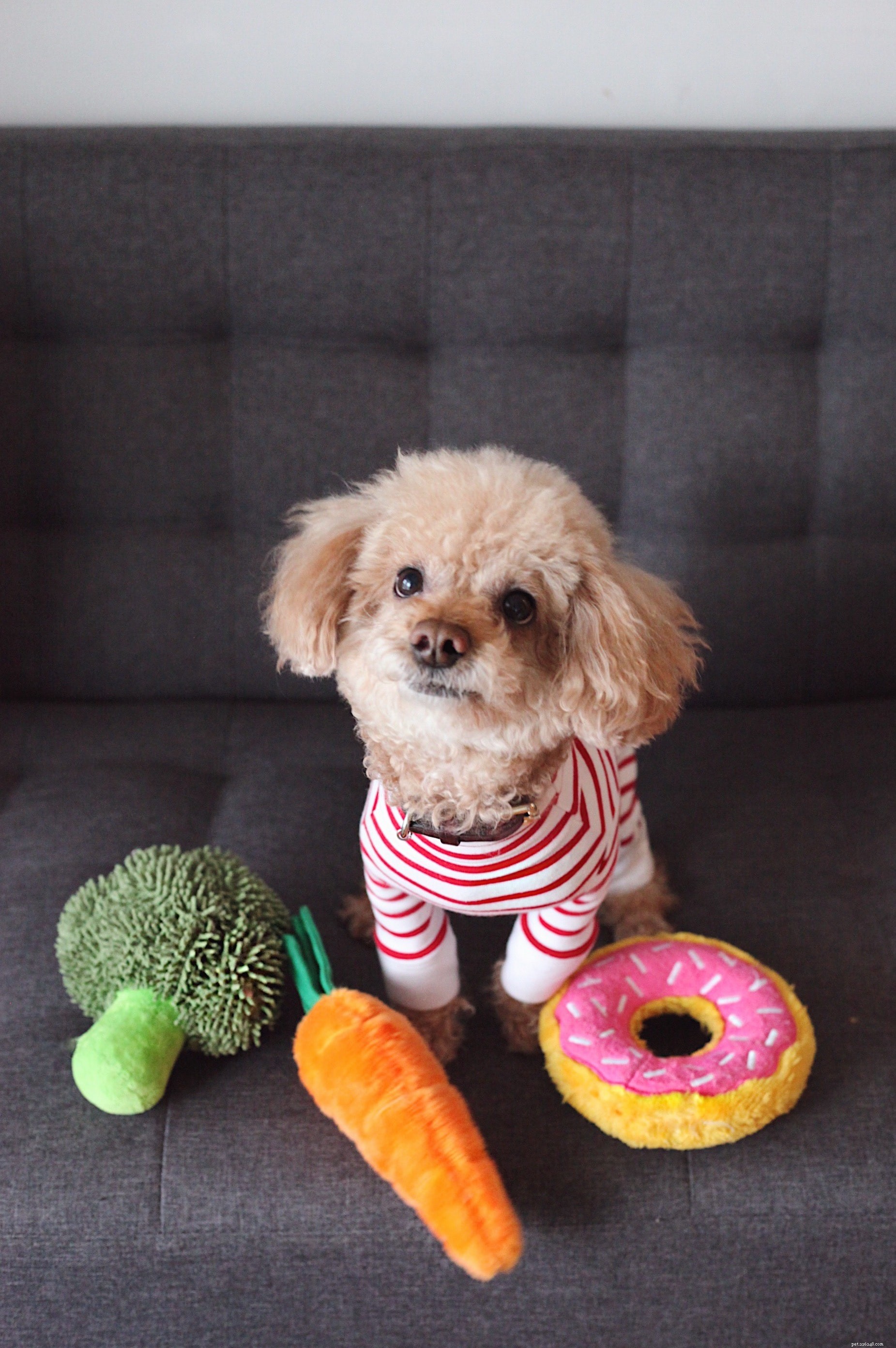 Create Nutritious Homemade Dog Treats: A Simple Guide