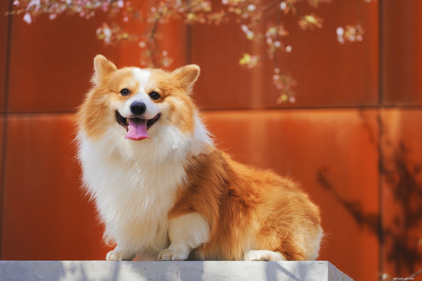 Smoothly Introducing a New Pup to Your Dog: A Step-by-Step Guide