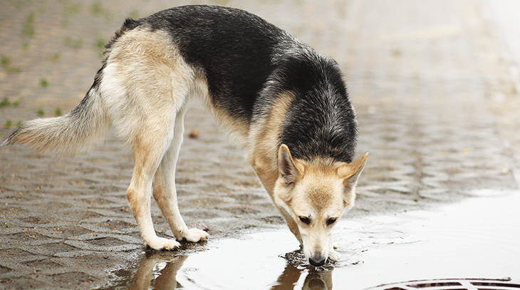 Treating Leptospirosis in Dogs: Expert Care and Prevention