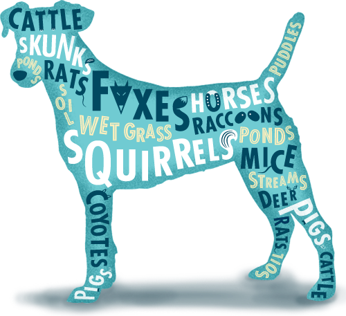 Treating Leptospirosis in Dogs: Expert Care and Prevention