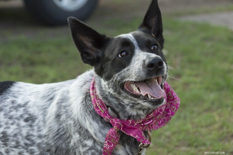 Top 5 Companion Animals That Bring Joy and Health
