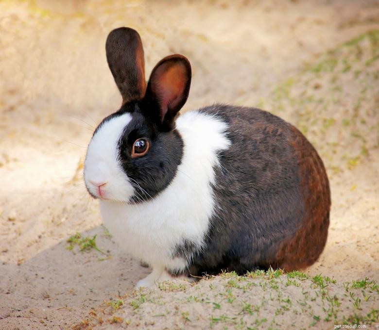 Top 5 Companion Animals That Bring Joy and Health