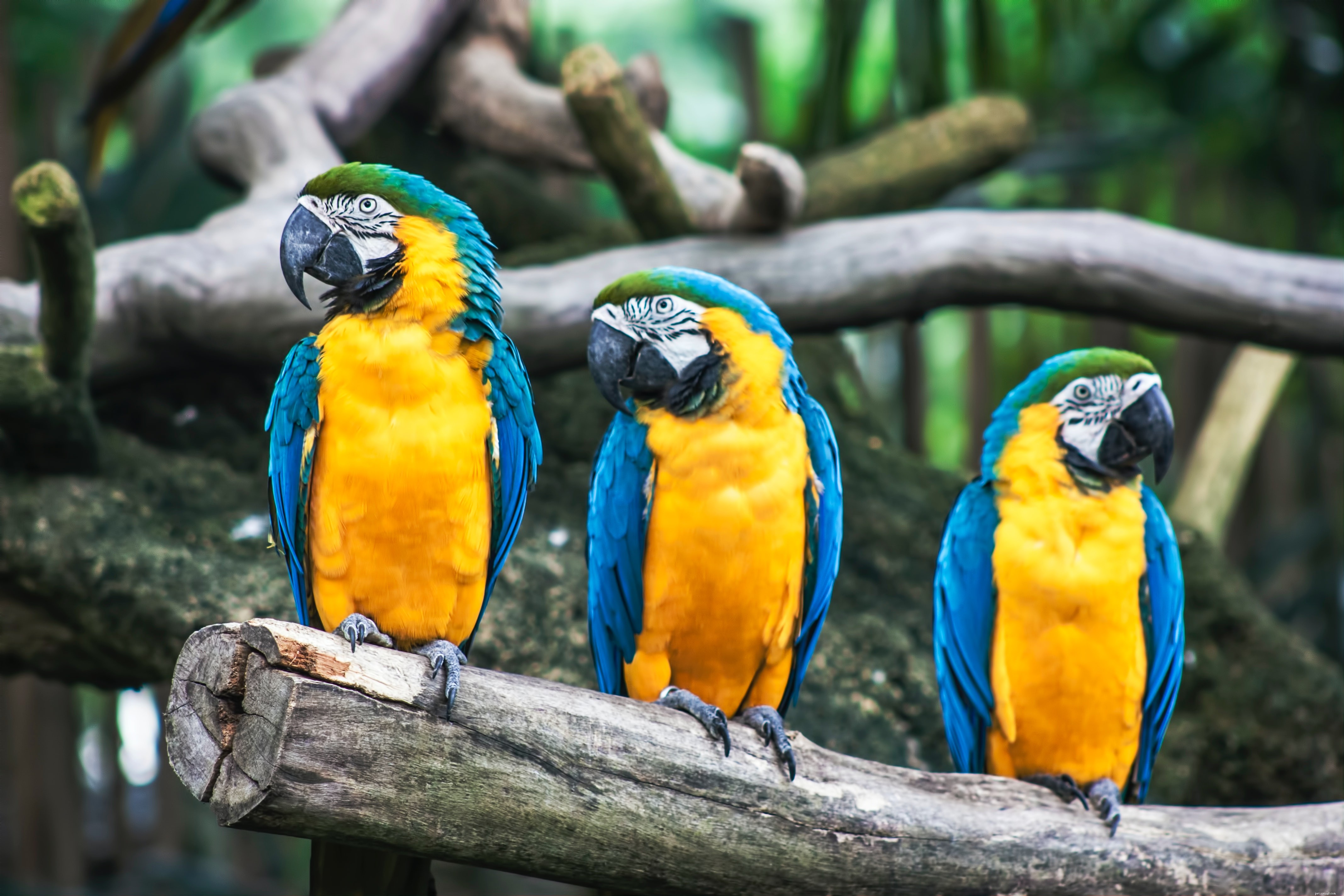 Top 5 Companion Animals That Bring Joy and Health