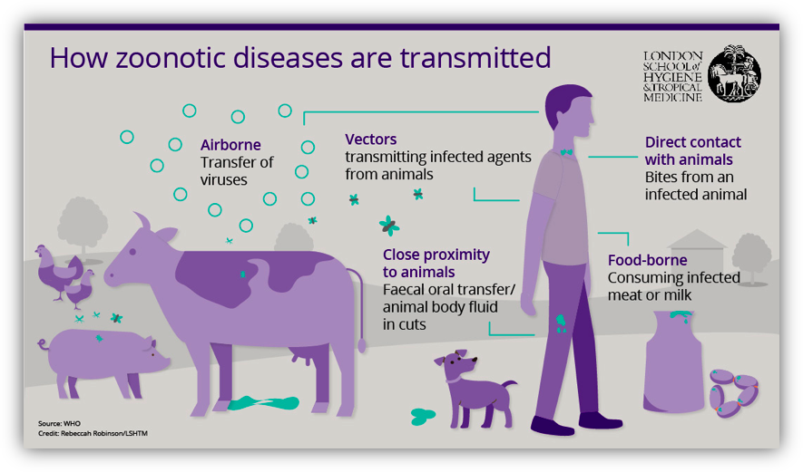 Zoonotic Diseases: Key Facts & Infographic – Protect Yourself & Your Pets