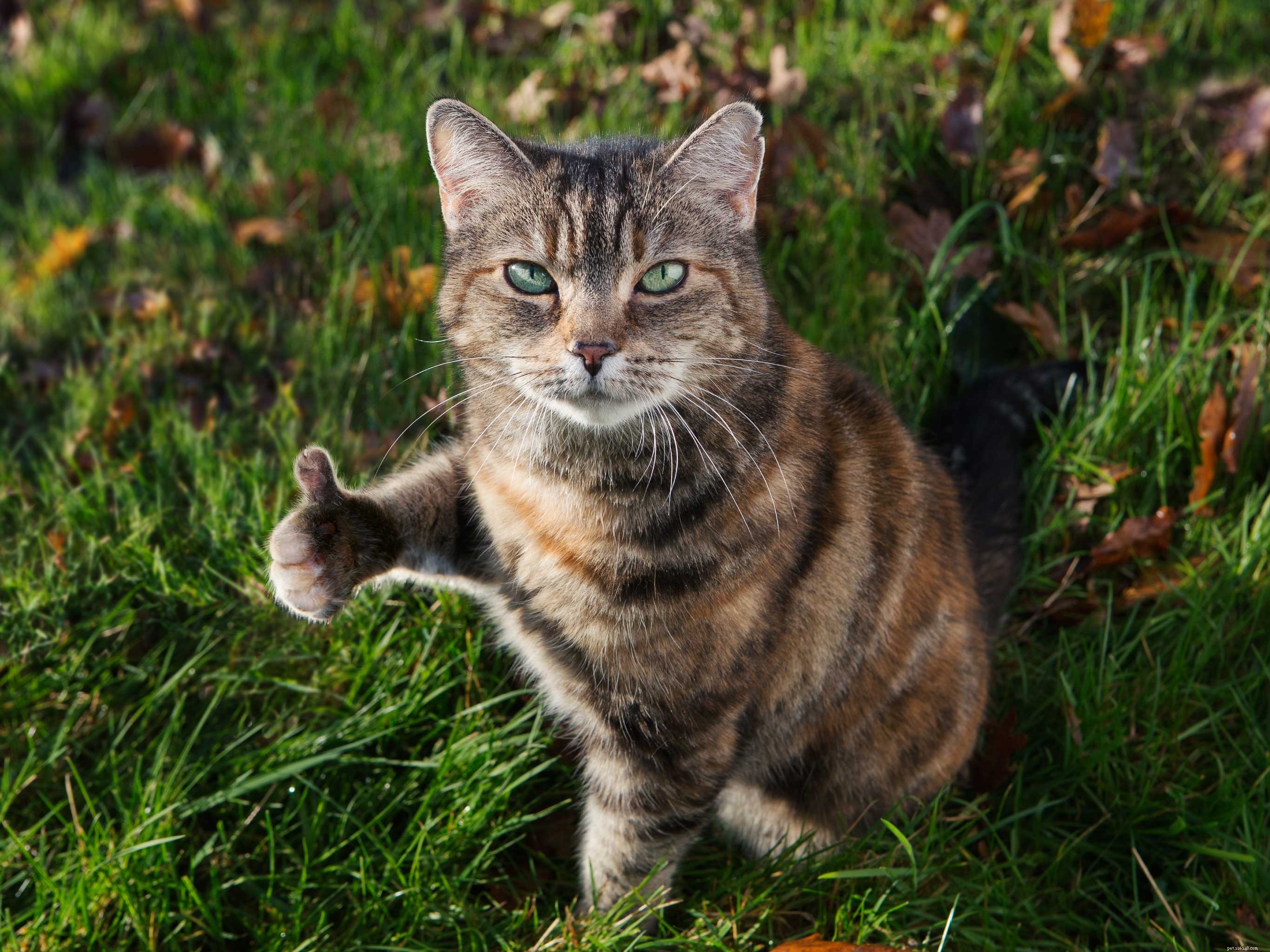 Explore National If Pets Had Thumbs Day – March 3 Celebration