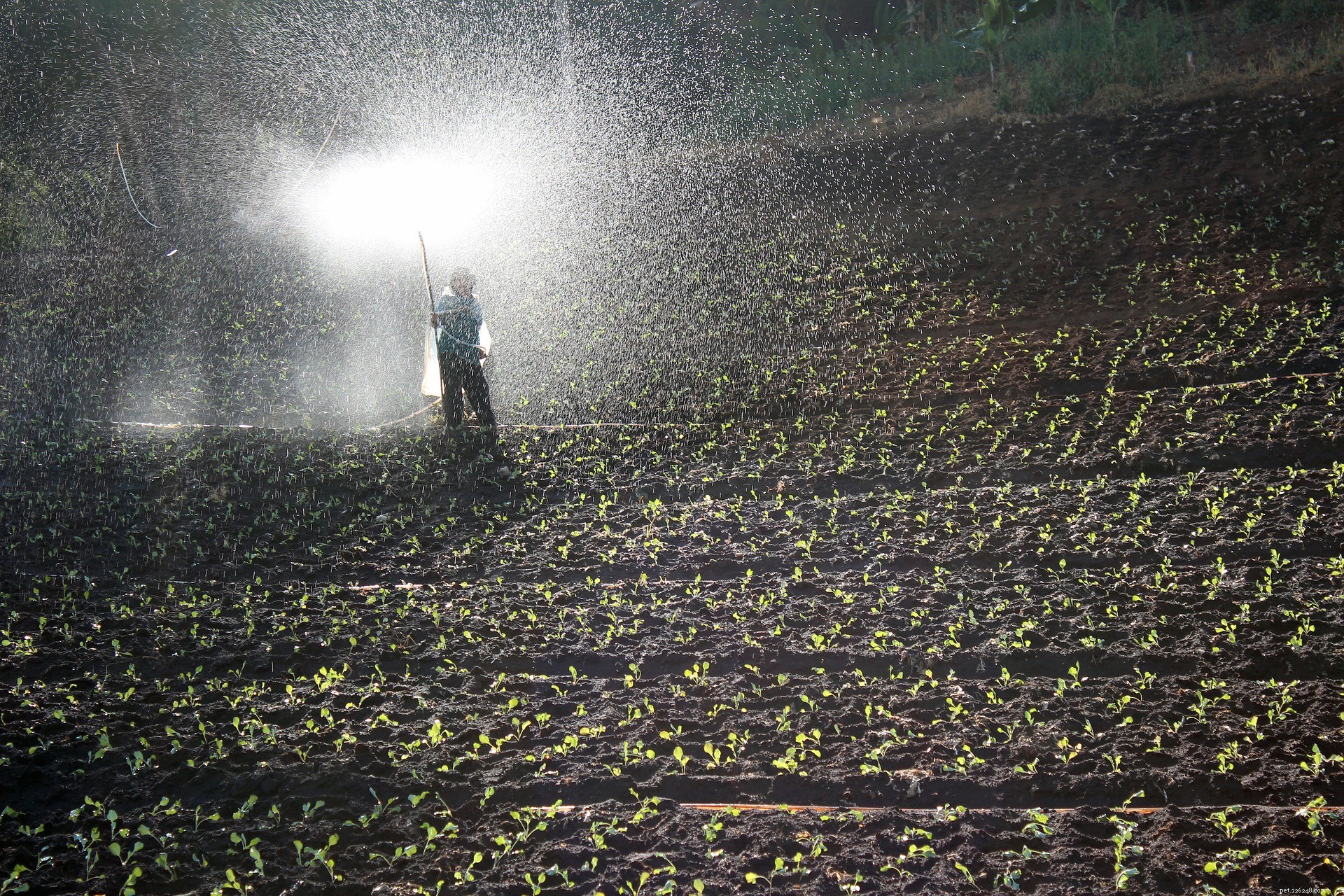 Preventing Pet Poisoning from Fertilizer: A Practical Guide