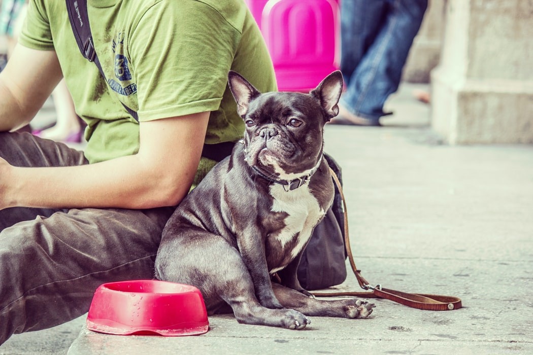 10 Warning Signs Your Pet Is Not Receiving Proper Care