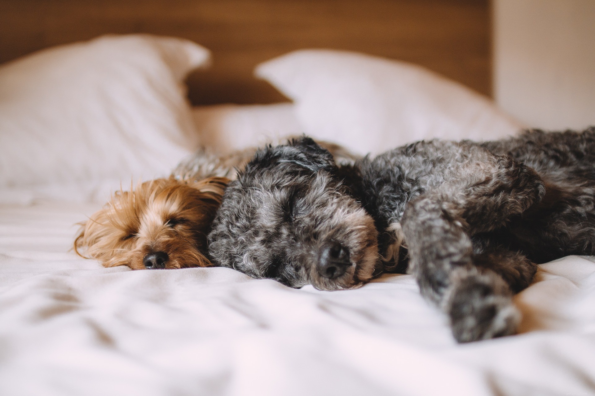 Guide to Becoming a Trusted Foster Home for Pets