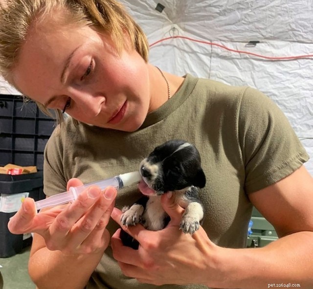 Army Veterinarian Danica Goodheart Saves Two Dogs in New Hampshire: A Tale of Courage and Compassion
