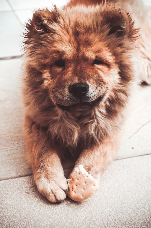 Professional Guide to Training Your Dog as a Home Guardian