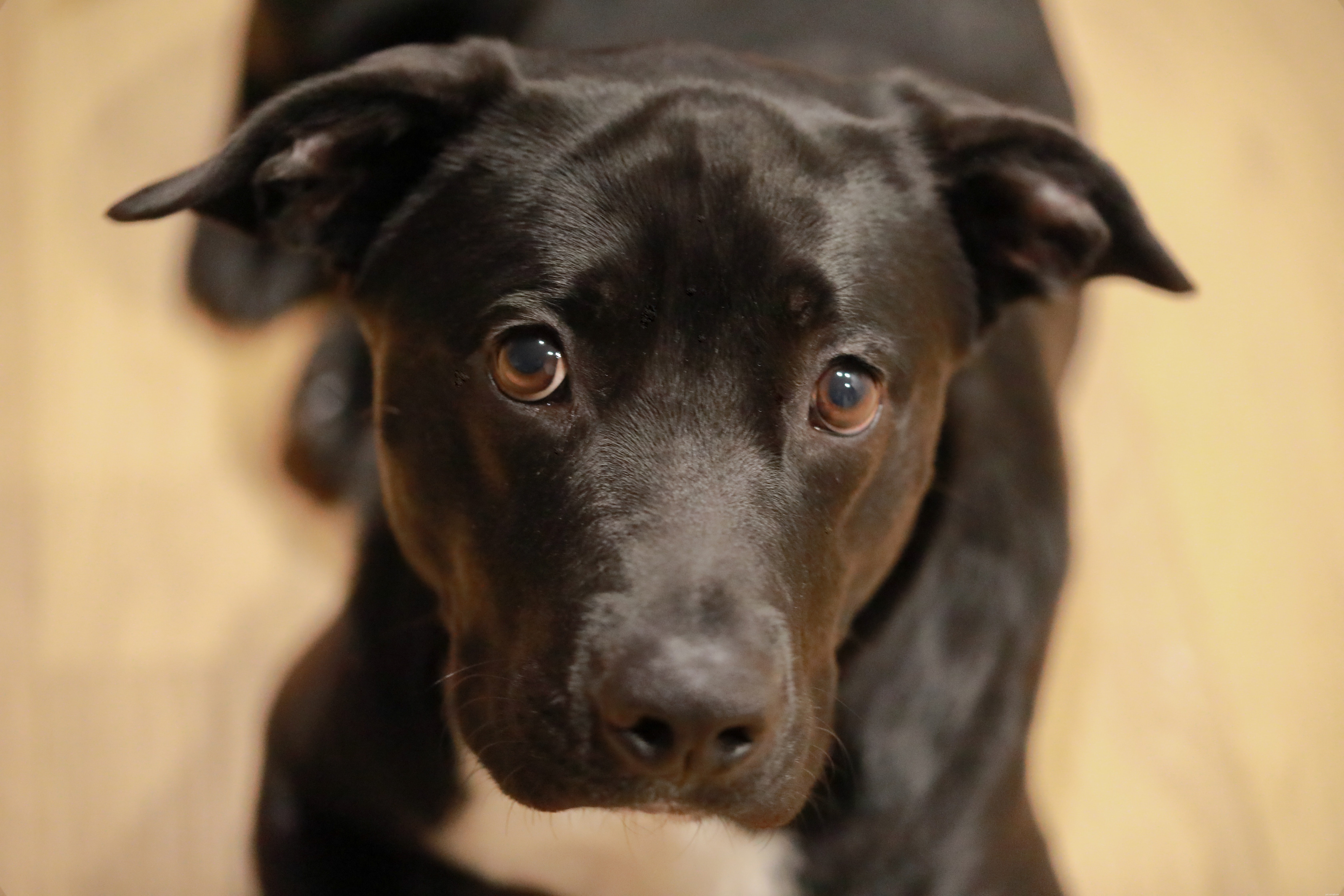 Protect Your Dog: 12 Life‑Saving Diseases Prevented by Vaccination