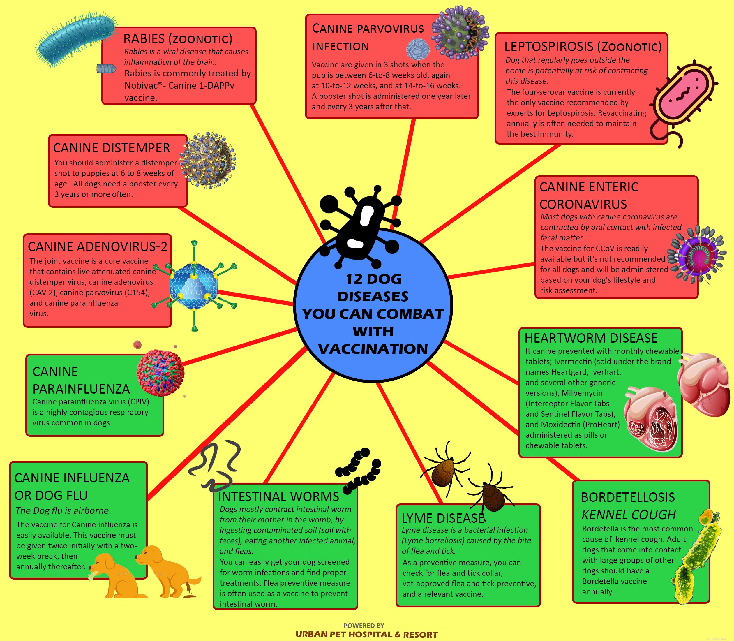 Protect Your Dog: 12 Life‑Saving Diseases Prevented by Vaccination