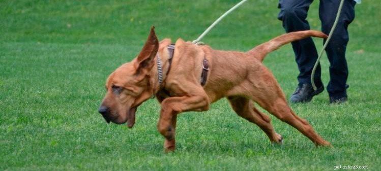 The Essential Benefits of Microchipping Your Pet for Safety and Peace of Mind