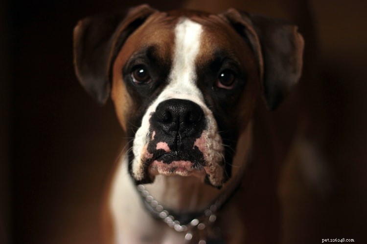 The Essential Benefits of Microchipping Your Pet for Safety and Peace of Mind