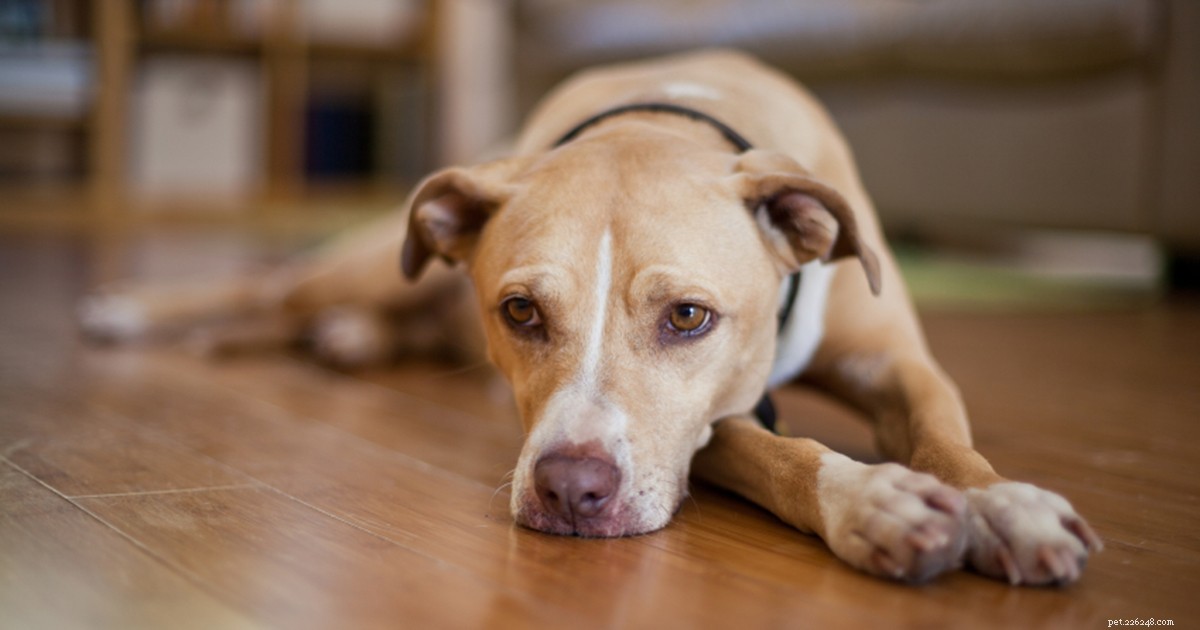 The Essential Benefits of Microchipping Your Pet for Safety and Peace of Mind