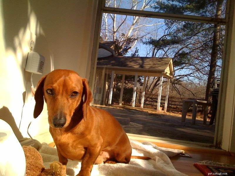 5 Proven Strategies to Alleviate Your Dog s Separation Anxiety