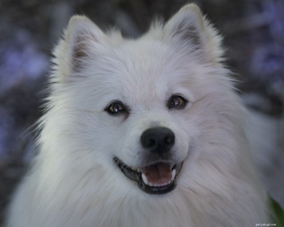 7 Essential Tips for Keeping Your Dog’s Teeth Clean and Healthy