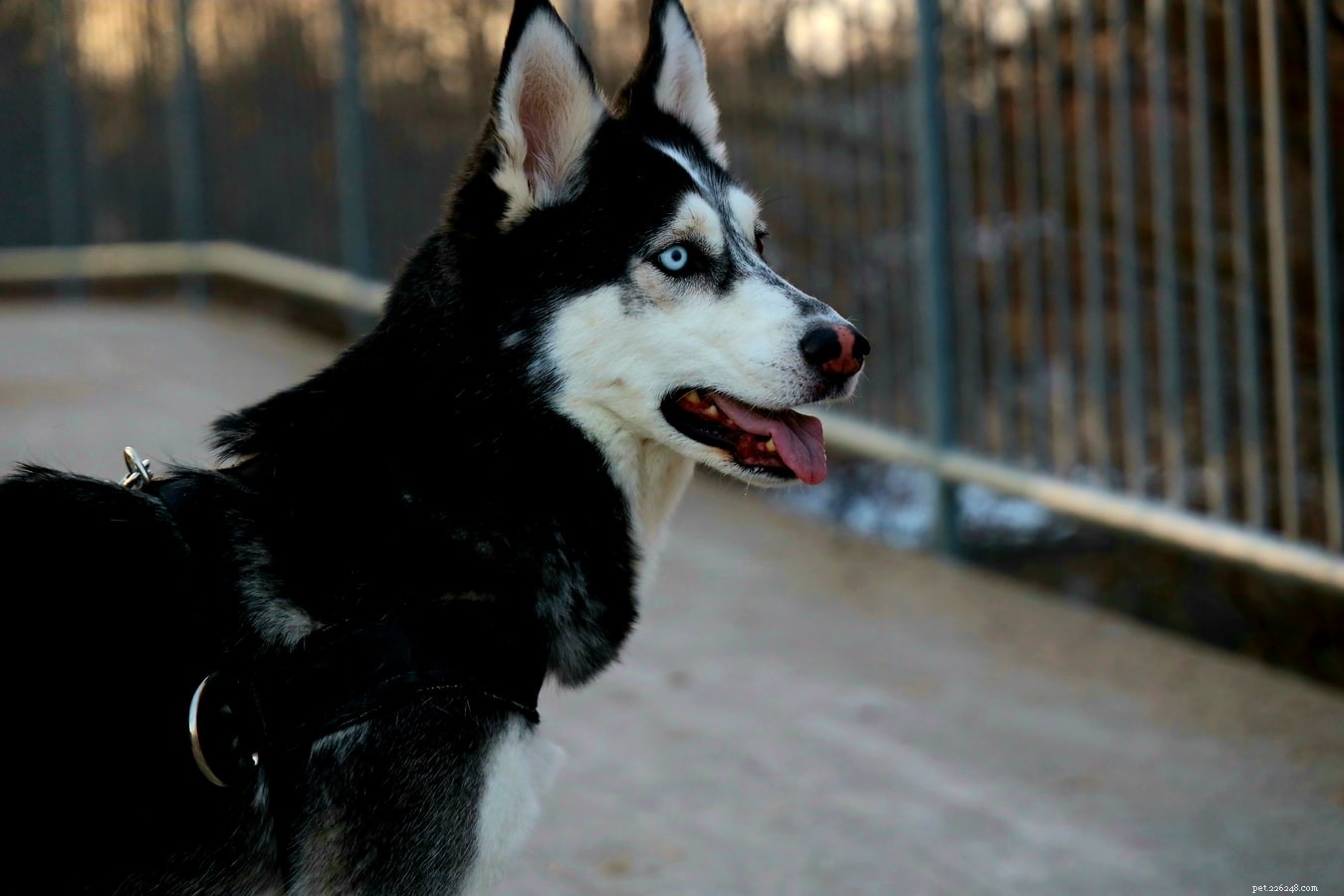 7 Essential Tips for Keeping Your Dog’s Teeth Clean and Healthy